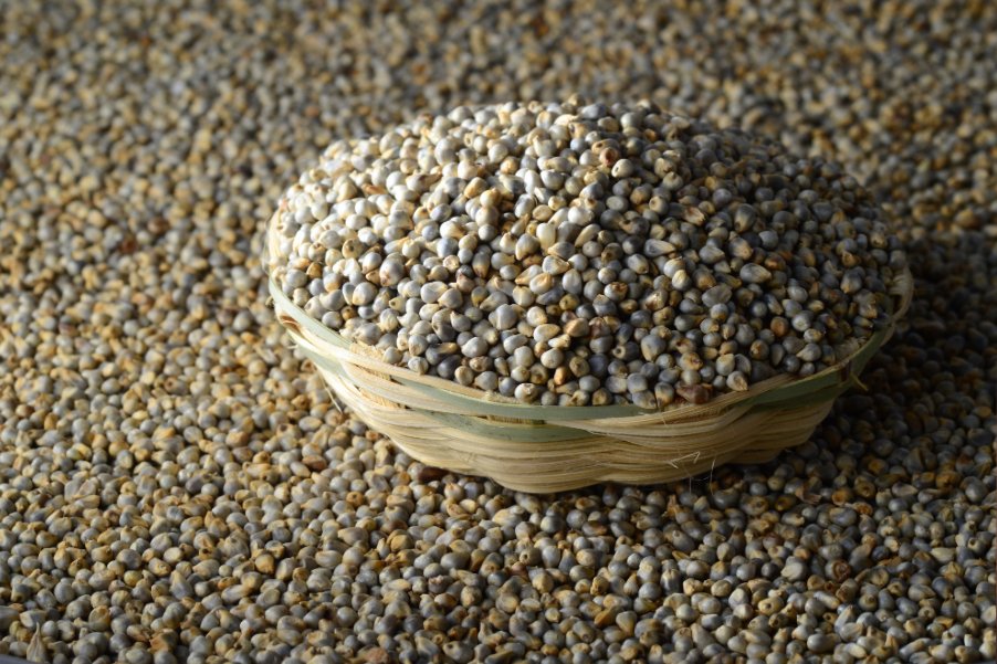 Pearl Millet